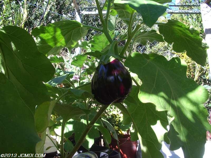 Eggplant (two words that really don't belong together!  XD) in the garden